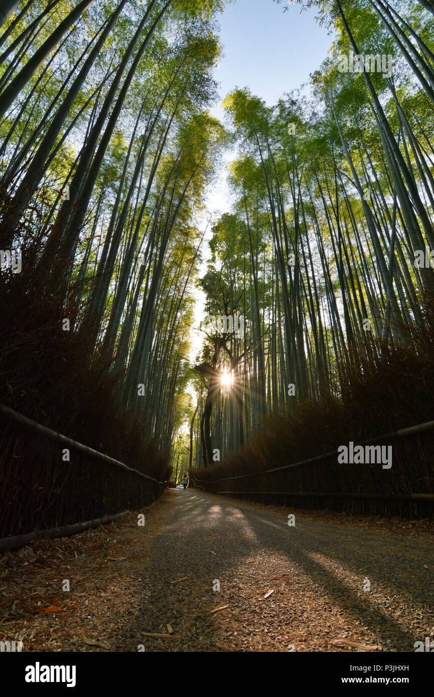 Bamboo Forest In Sagano At Sunrise Arashiyama Kyoto Japan Stock Photo Alamy