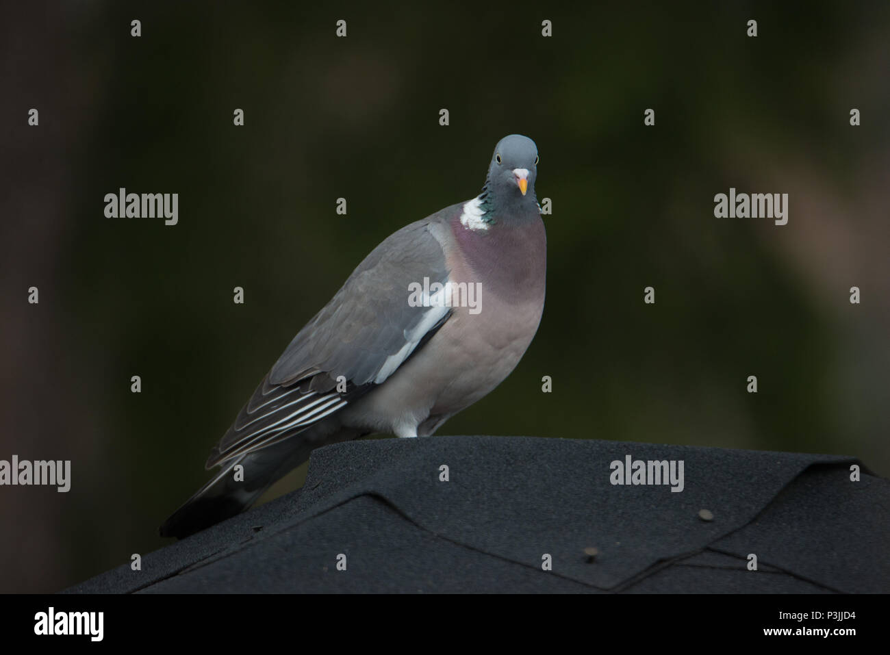 Columba palumbus (I'm back on my home yard). Hyvinkää, Finland. 9.4.2018. Stock Photo
