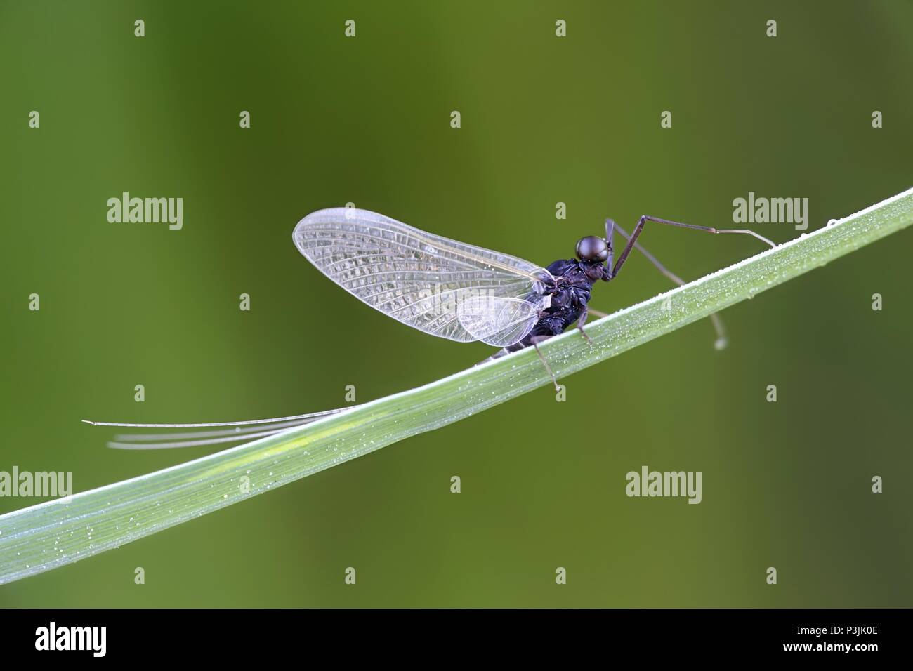 Mayfly, also called shadfly, fishfly or Canadian soldier Stock