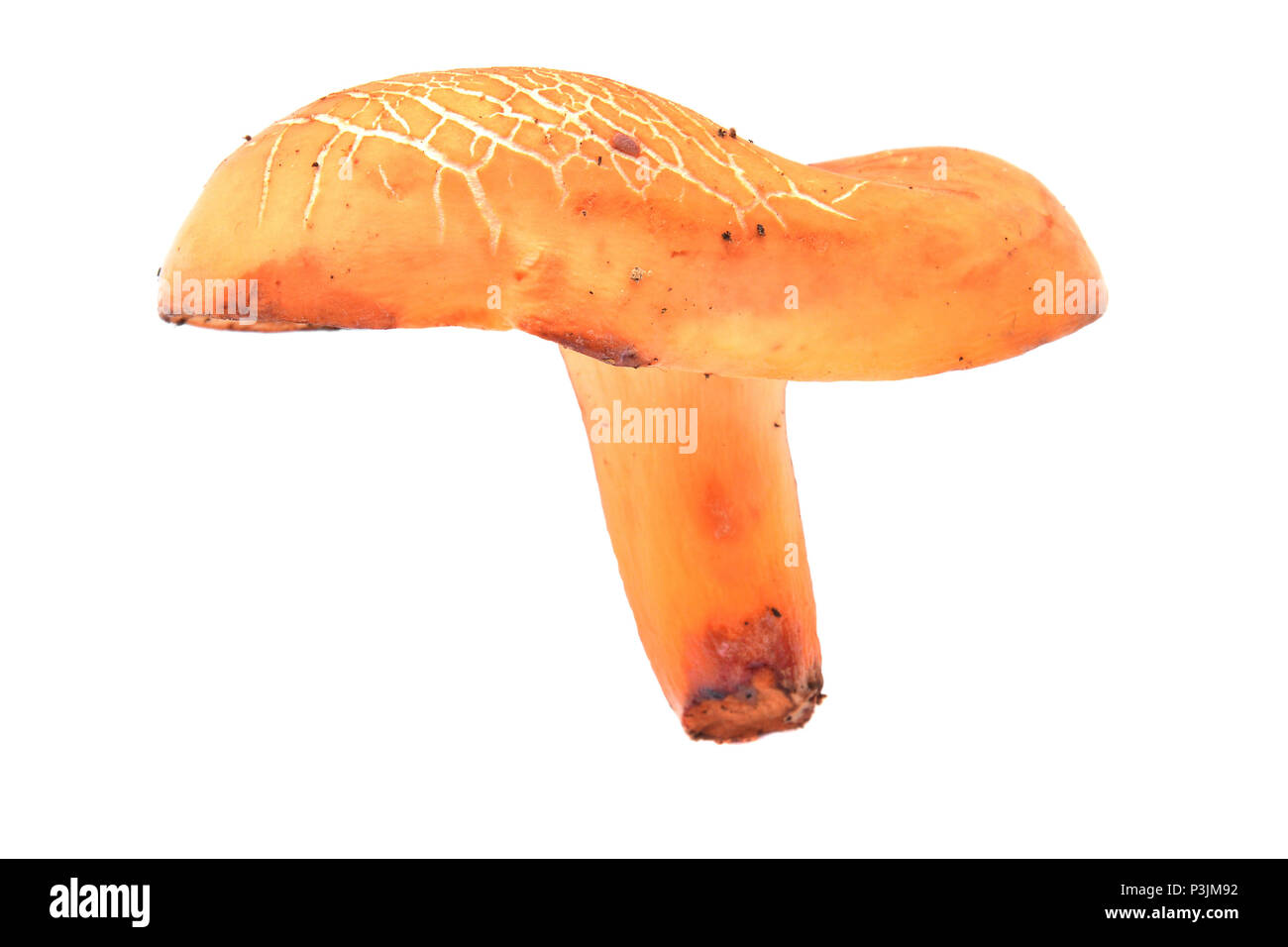 lactarius volemus mushroom isolated on white Stock Photo