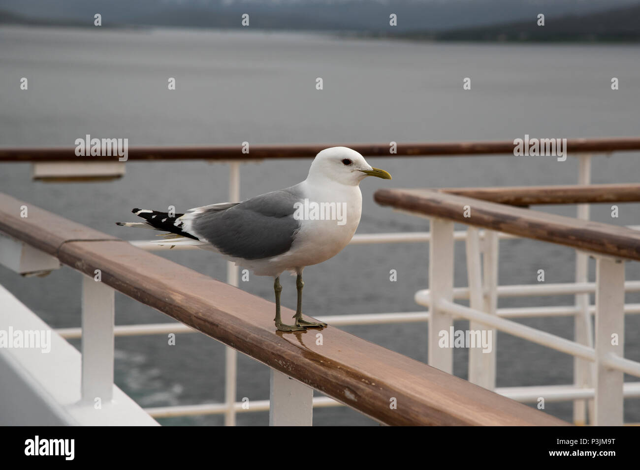 Common Gull sitting on the gunwale of cruise ship Mein Schiff 1 (old) in Grøtsundet north of  Tromsø in norhtern Norway. Stock Photo