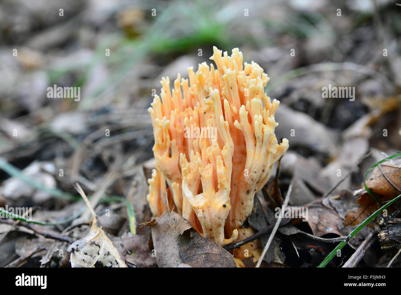 ramaria formosa coral mushroo on the ground Stock Photo