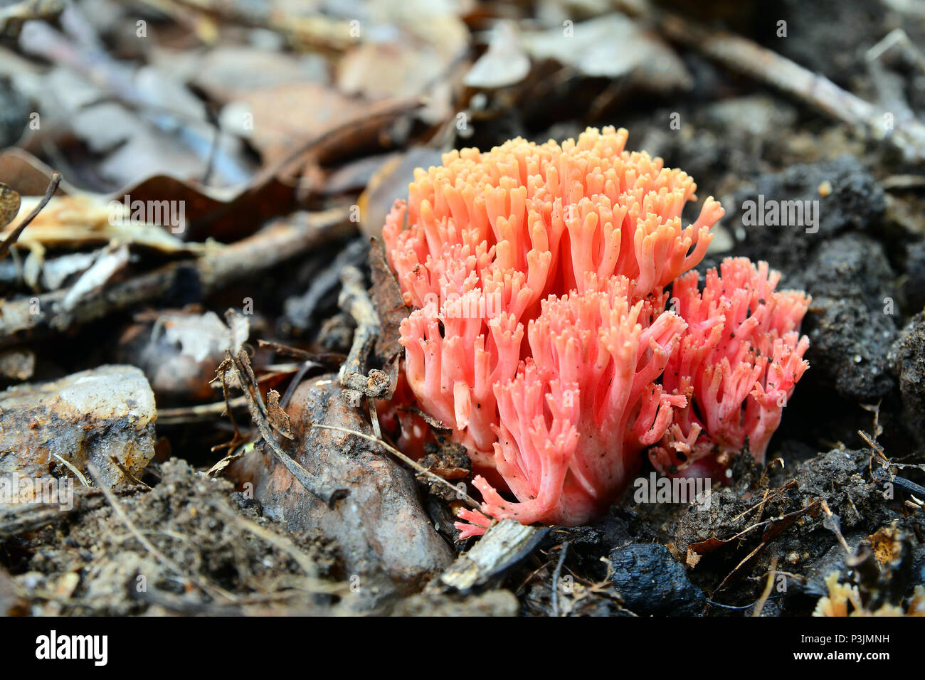 ramaria botrytis mushroom cluster on the ground Stock Photo