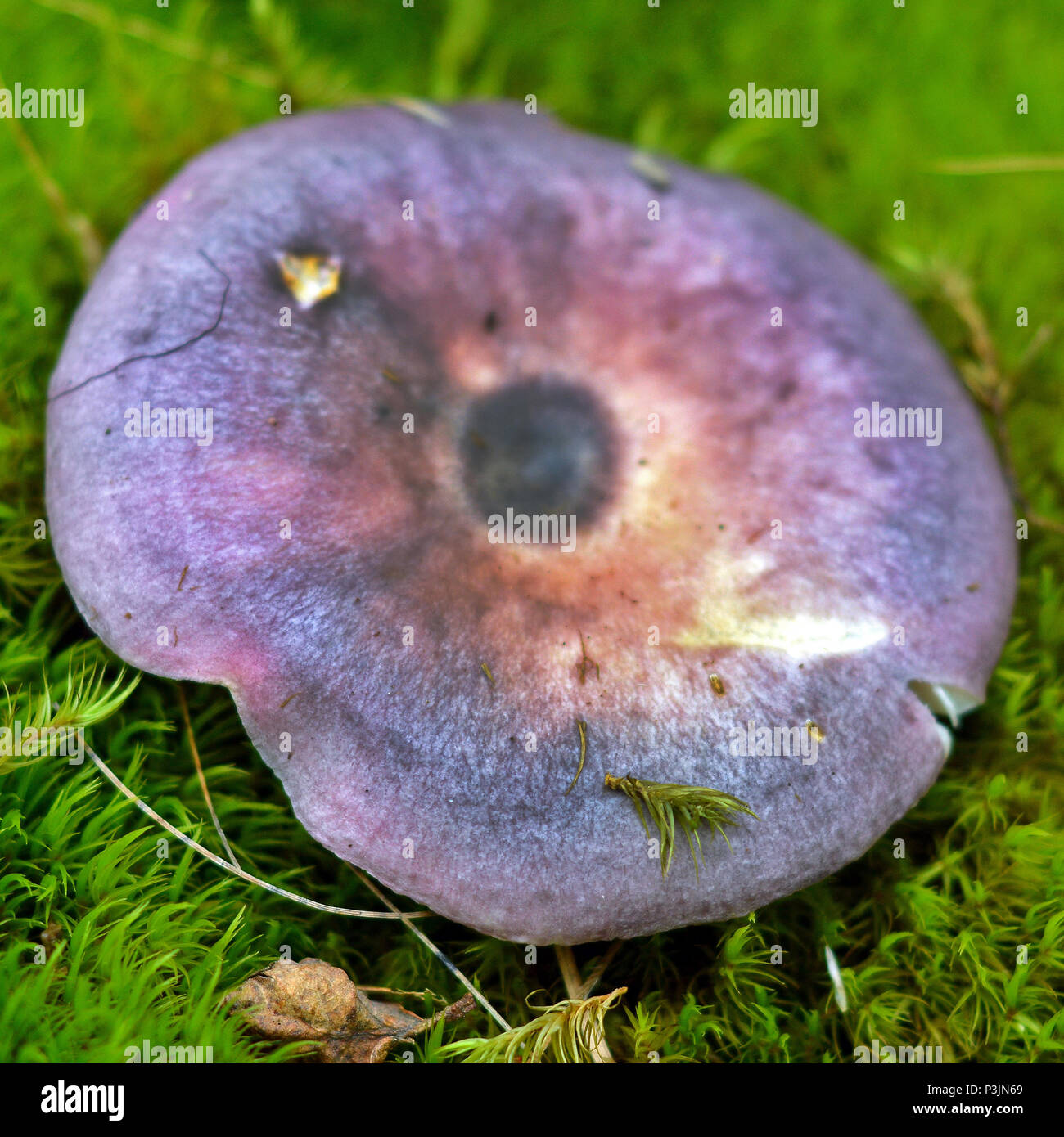 russula cyanoxantha mushroom also known as the charcoal burner Stock