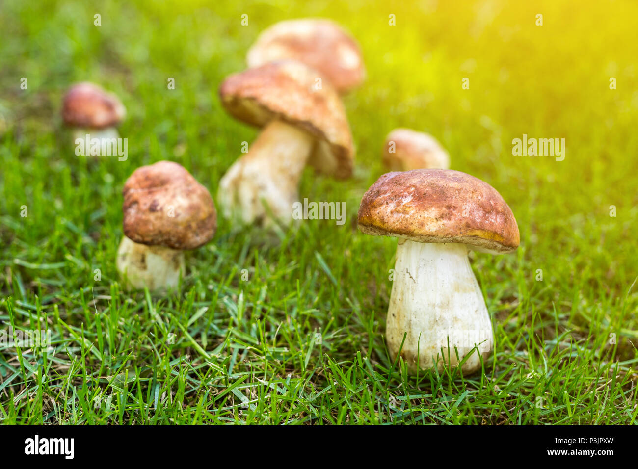 Closeup porcini growing in forest. Cep fungi at green grass glade