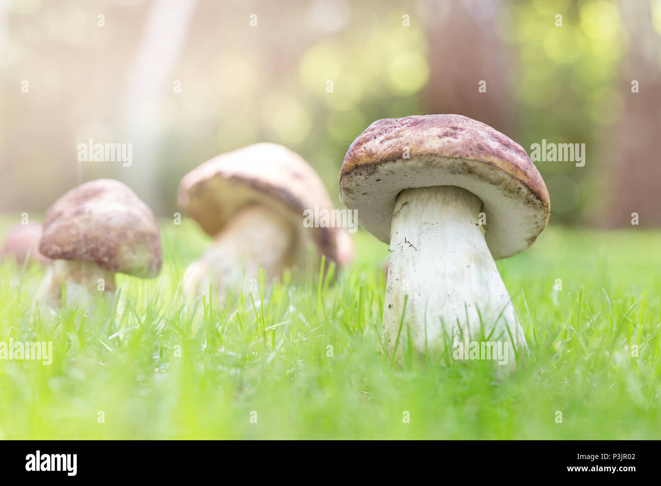 Closeup porcini growing in forest. Cep fungi at green grass glade