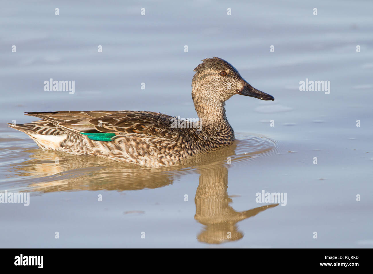 Green winged teal hen hi res stock photography and images Alamy