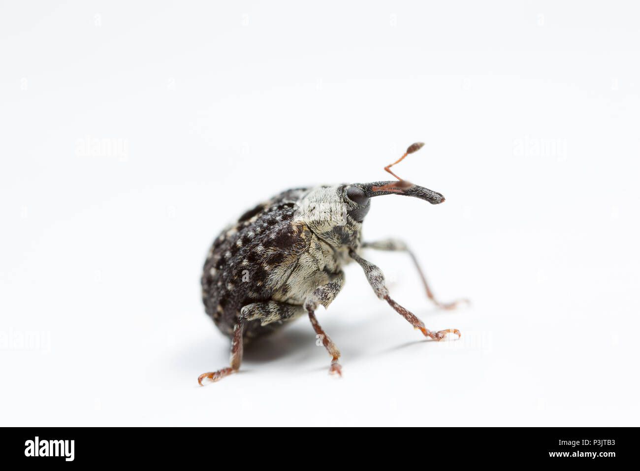 A Figwort Weevil, Cionus scrophulariae, found feeding on water figwort, Scrophularia auriculata, near Shreen Water chalkstream, in the small town of M Stock Photo