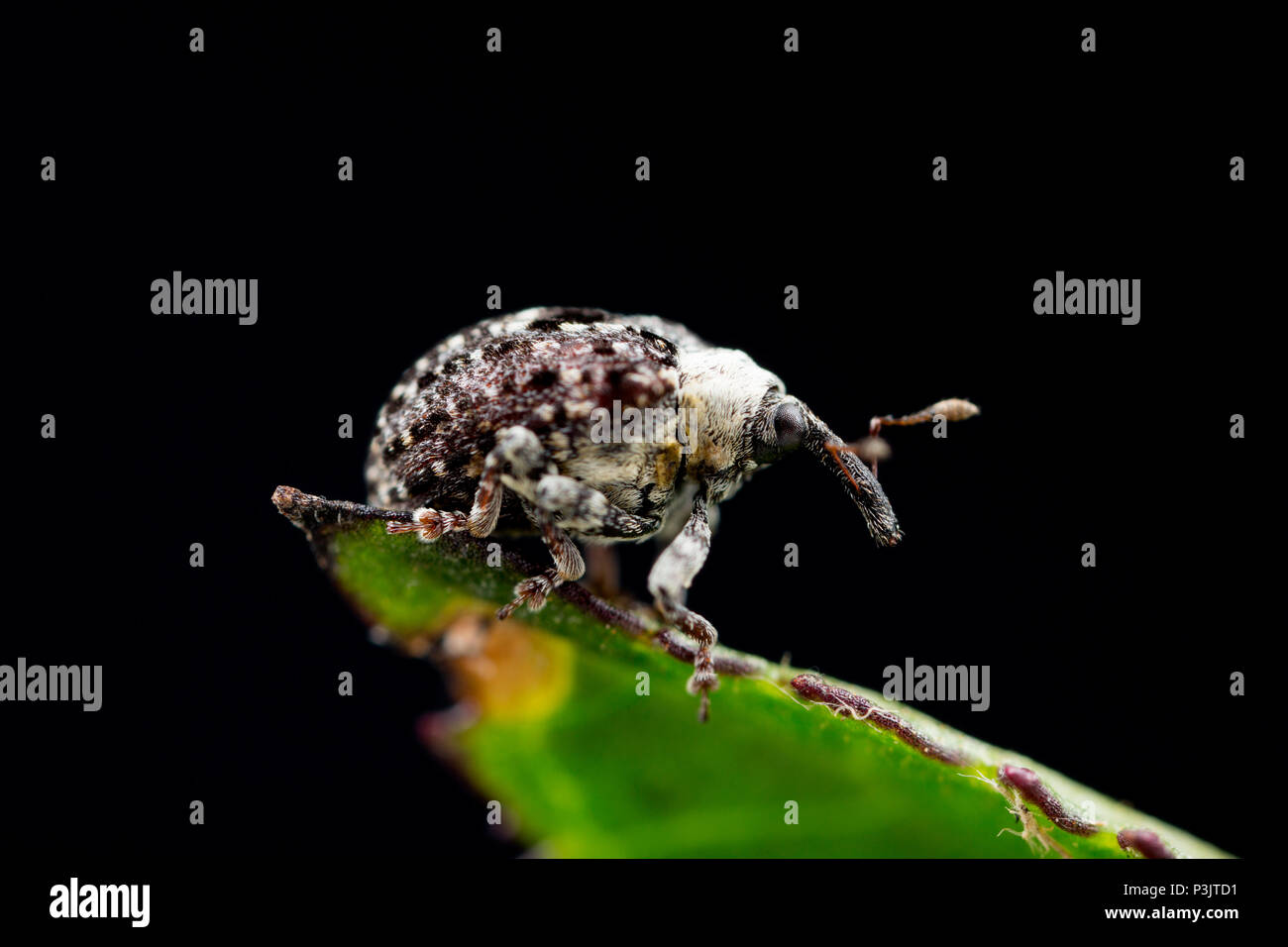 A Figwort Weevil, Cionus scrophulariae, found feeding on water figwort, Scrophularia auriculata, near Shreen Water chalkstream, in the small town of M Stock Photo