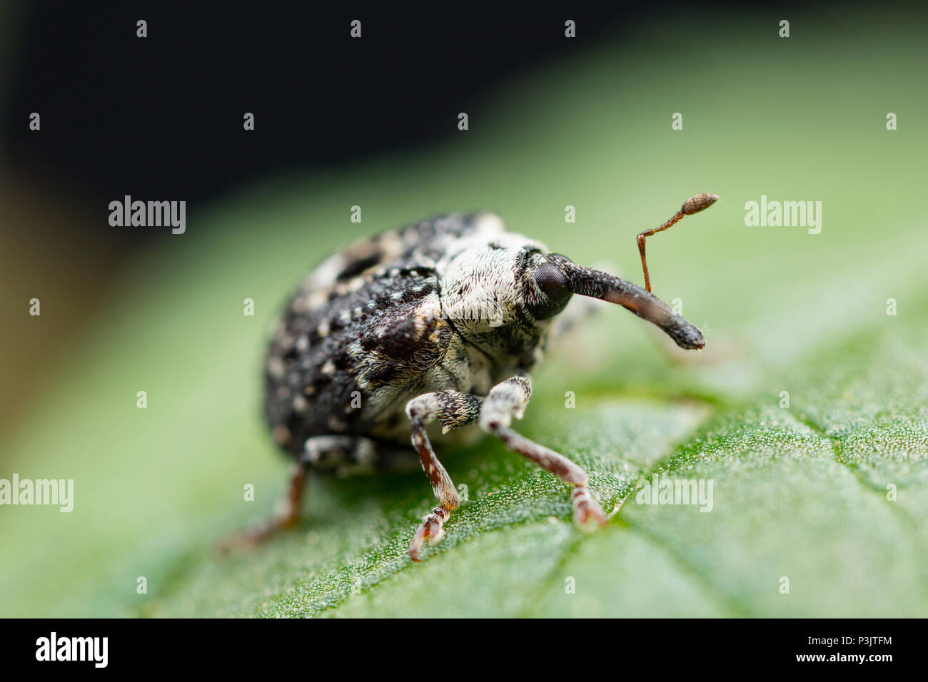 A Figwort Weevil, Cionus scrophulariae, found feeding on water figwort, Scrophularia auriculata, near Shreen Water chalkstream, in the small town of M Stock Photo