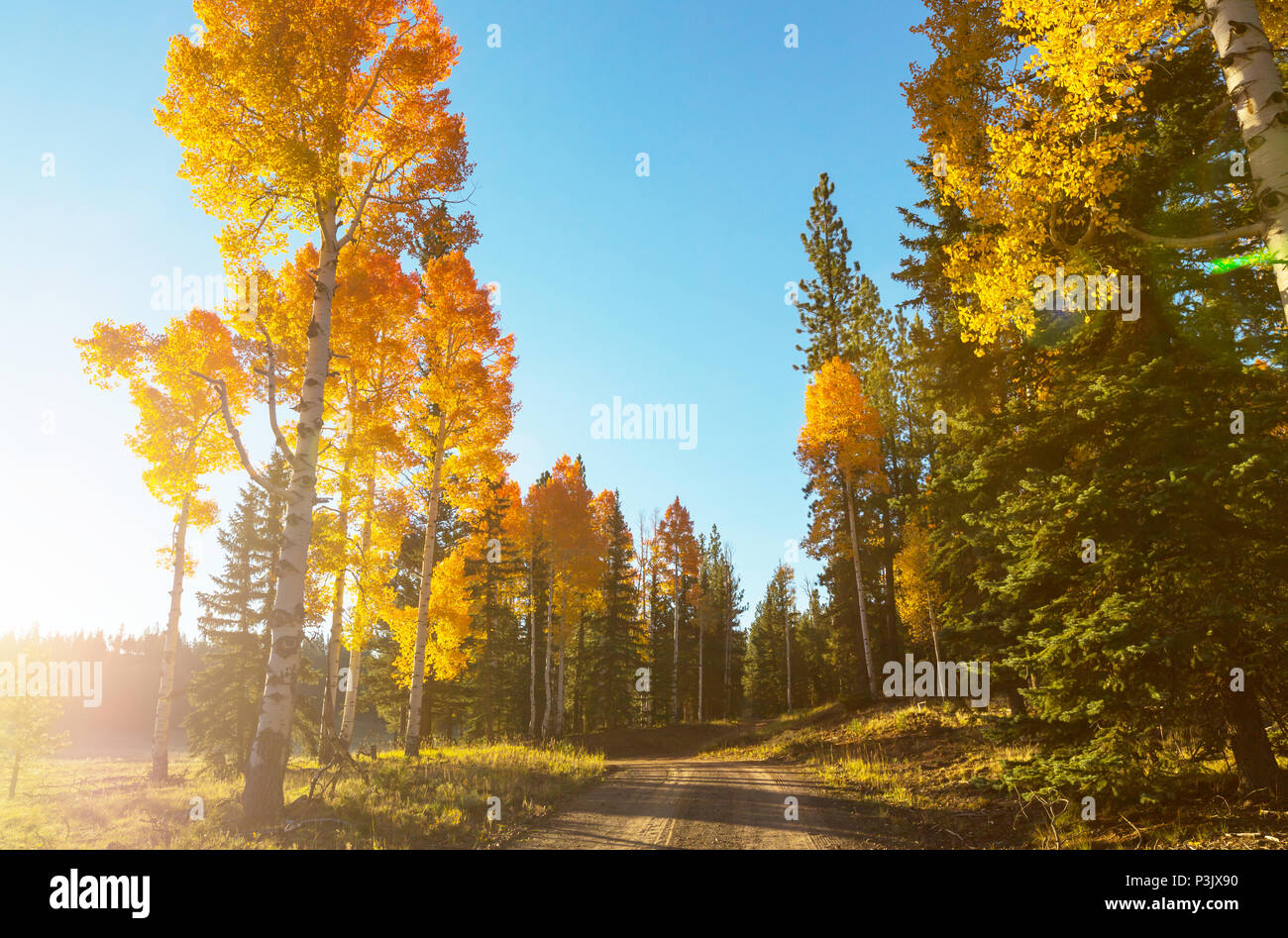Autumn scene in yellow tones Stock Photo - Alamy