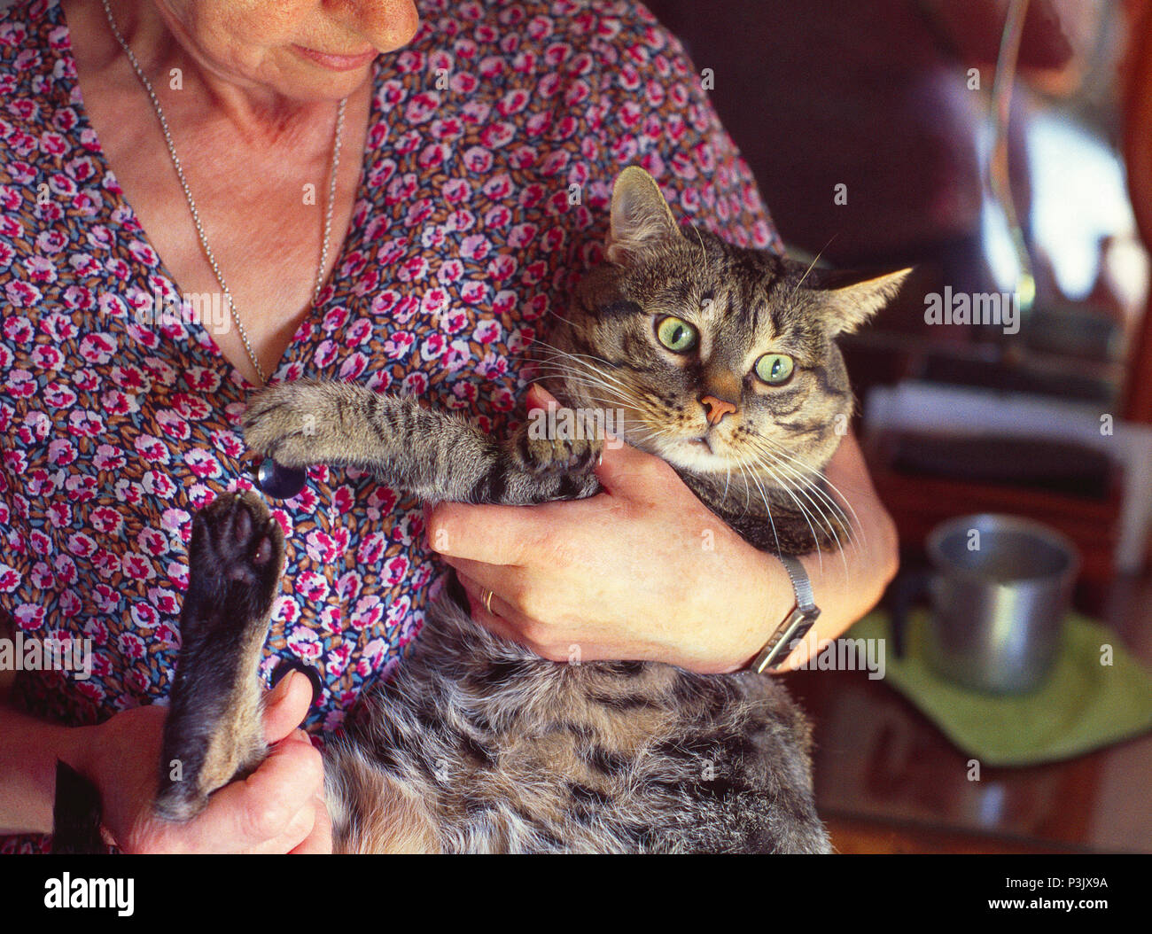 Mature woman holding her tabby cat in arms. Stock Photo