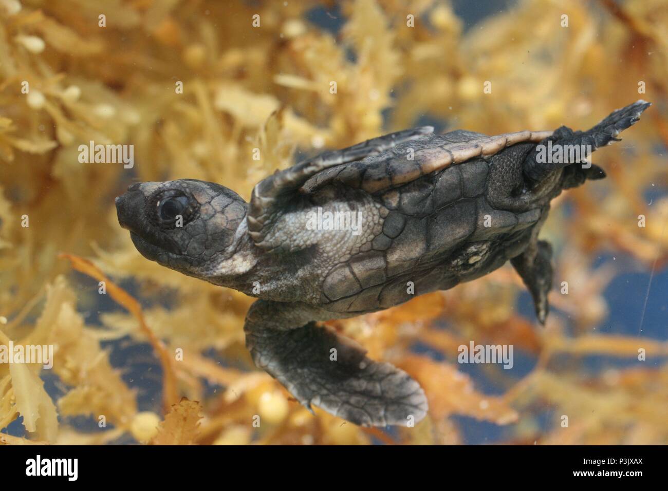 Original Film Title Turtle The Incredible Journey English Title Turtle The Incredible Journey Film Director Nick Stringer Year 09 Stock Photo Alamy