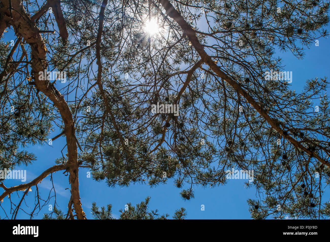 Early morning fog with sunrise behind trees in the Stock Photo - Alamy