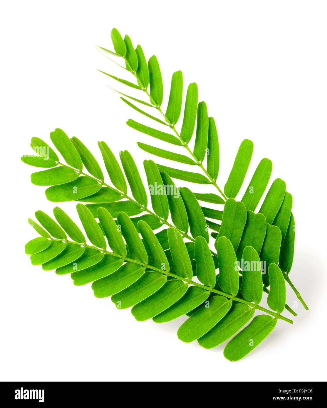 Tamarind Leaves High Resolution Stock Photography And Images Alamy Tamarind Leaves High Resolution Stock Photography And Images Alamy