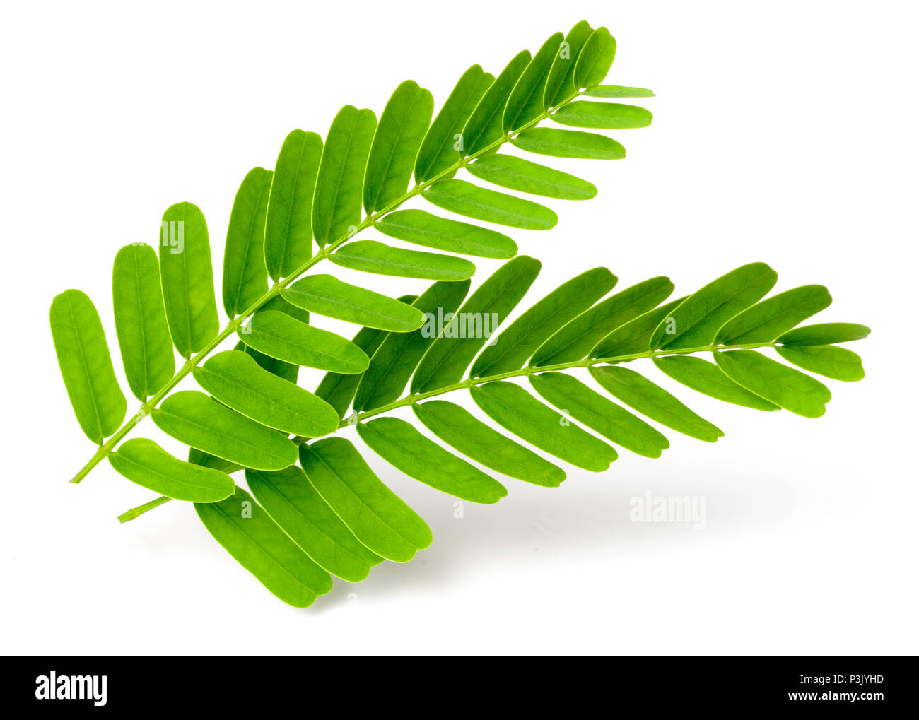 Tamarind Leaves High Resolution Stock Photography And Images Alamy Tamarind Leaves High Resolution Stock Photography And Images Alamy