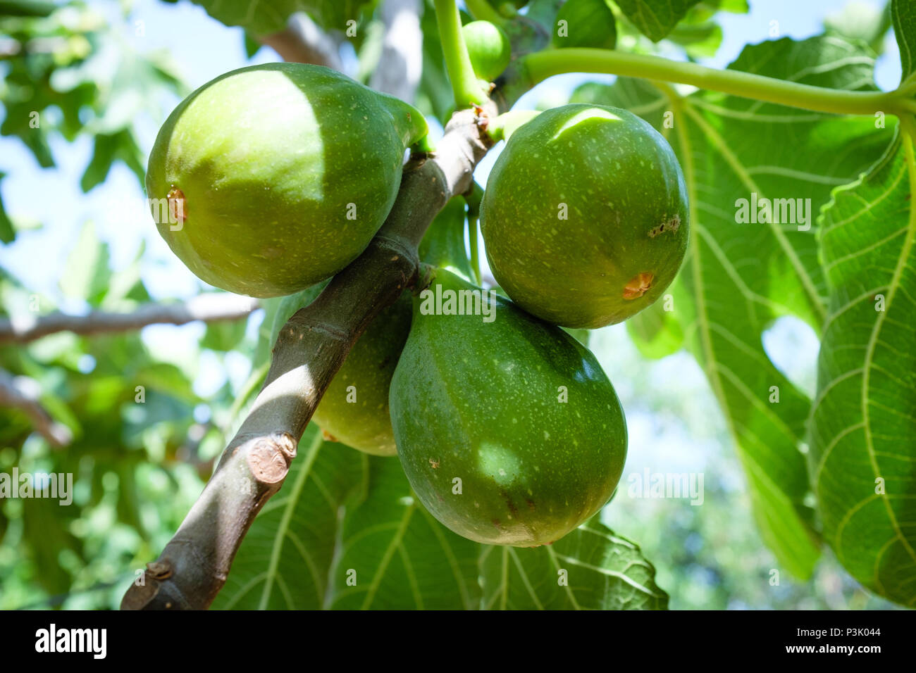 Ficus carica - Figs on the tree - Apulia, Italy Stock Photo