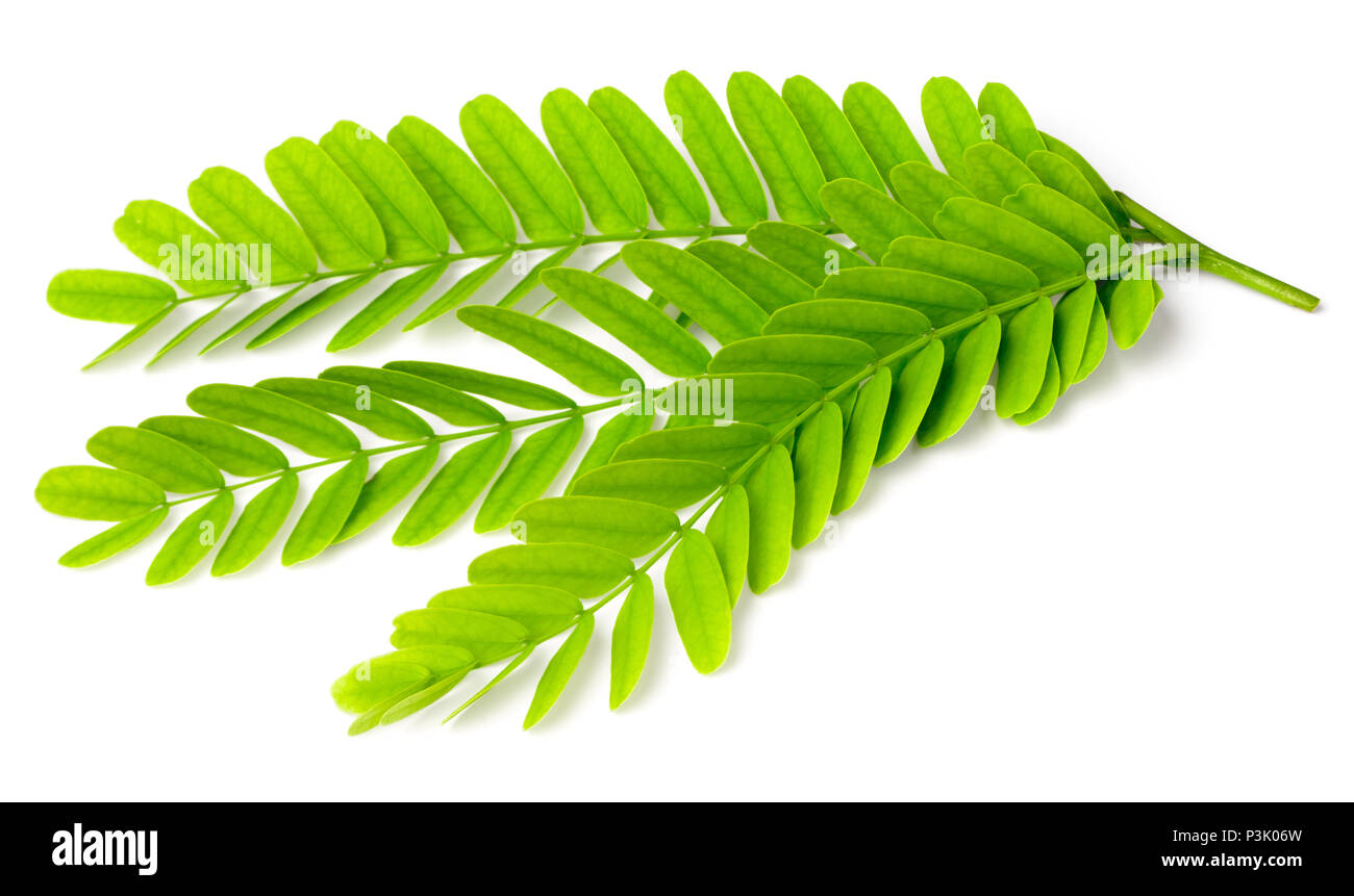 Page 3 Tamarindus High Resolution Stock Photography And Images Alamy Page 3 Tamarindus High Resolution Stock Photography And Images Alamy