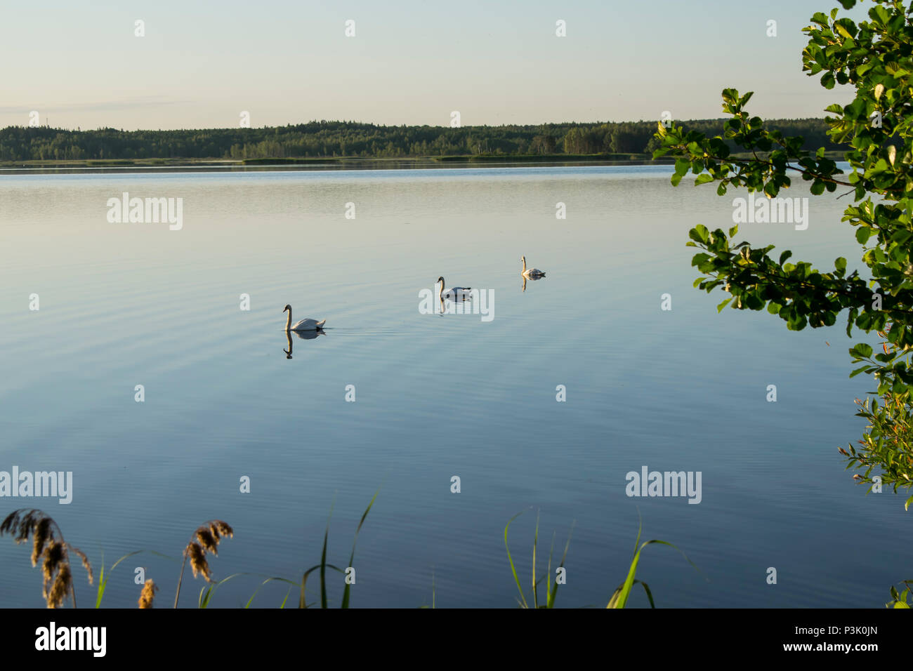Early morning fog with sunrise behind trees in the Stock Photo - Alamy