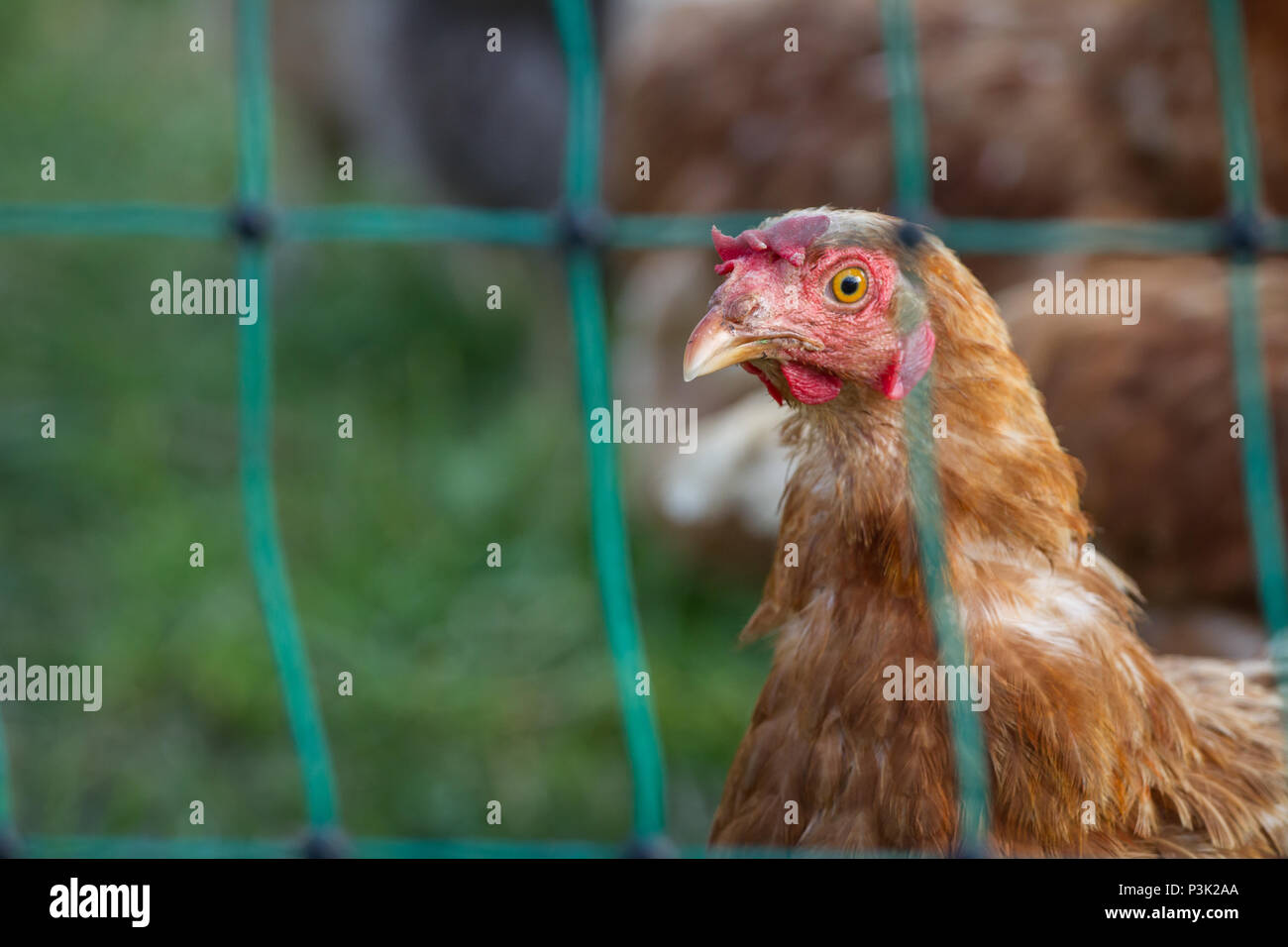 Brown freerange hybrid layer chicken Stock Photo Alamy
