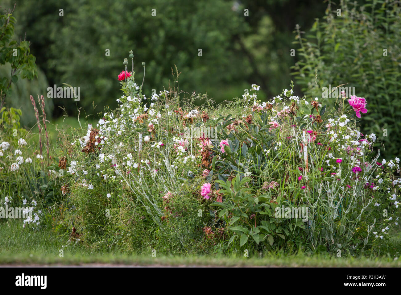 Flower garden in the countryside Stock Photo