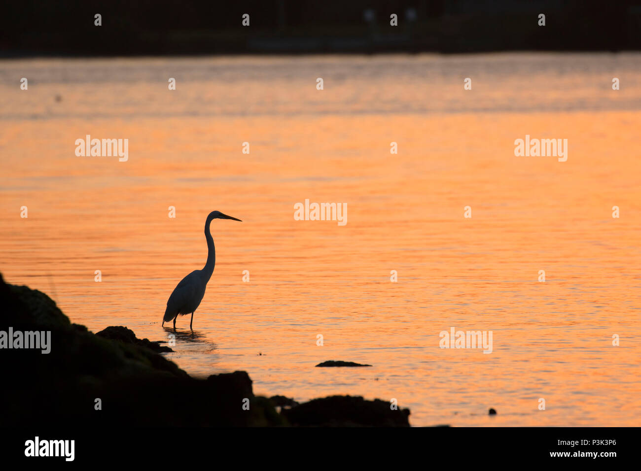 Great egret (Ardea alba) silhouette sunset, Wabasso Causeway Park, Vero