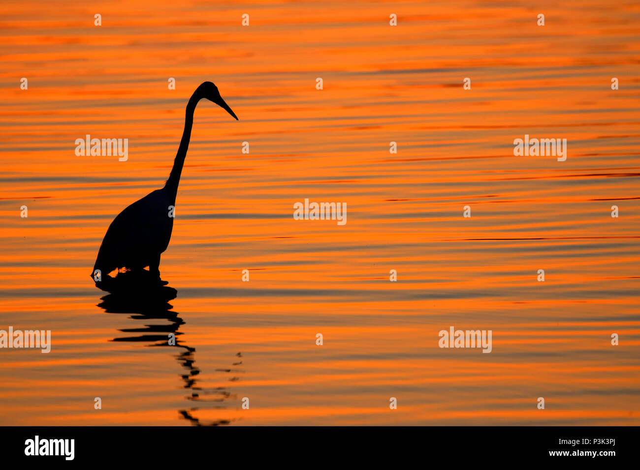 Vero beach florida wabasso beach hires stock photography and images