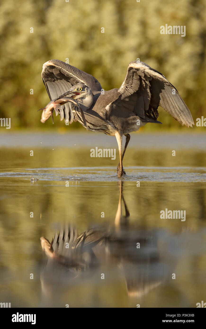 Grey Heron - Ardea cinerea, large gray heron from Euroasian lakes and rivers. Stock Photo