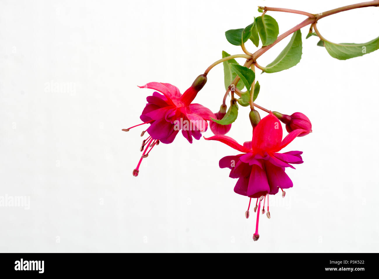 Beautiful detailed pink fuchsia branch and flowers isolated against white background Stock Photo