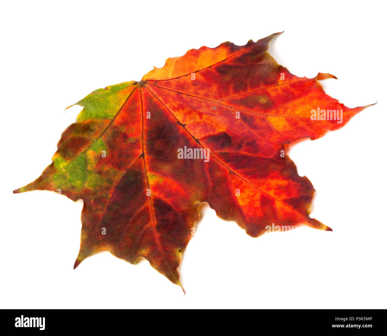 Bright multicolor autumn maple leaf isolated on white background Stock ...