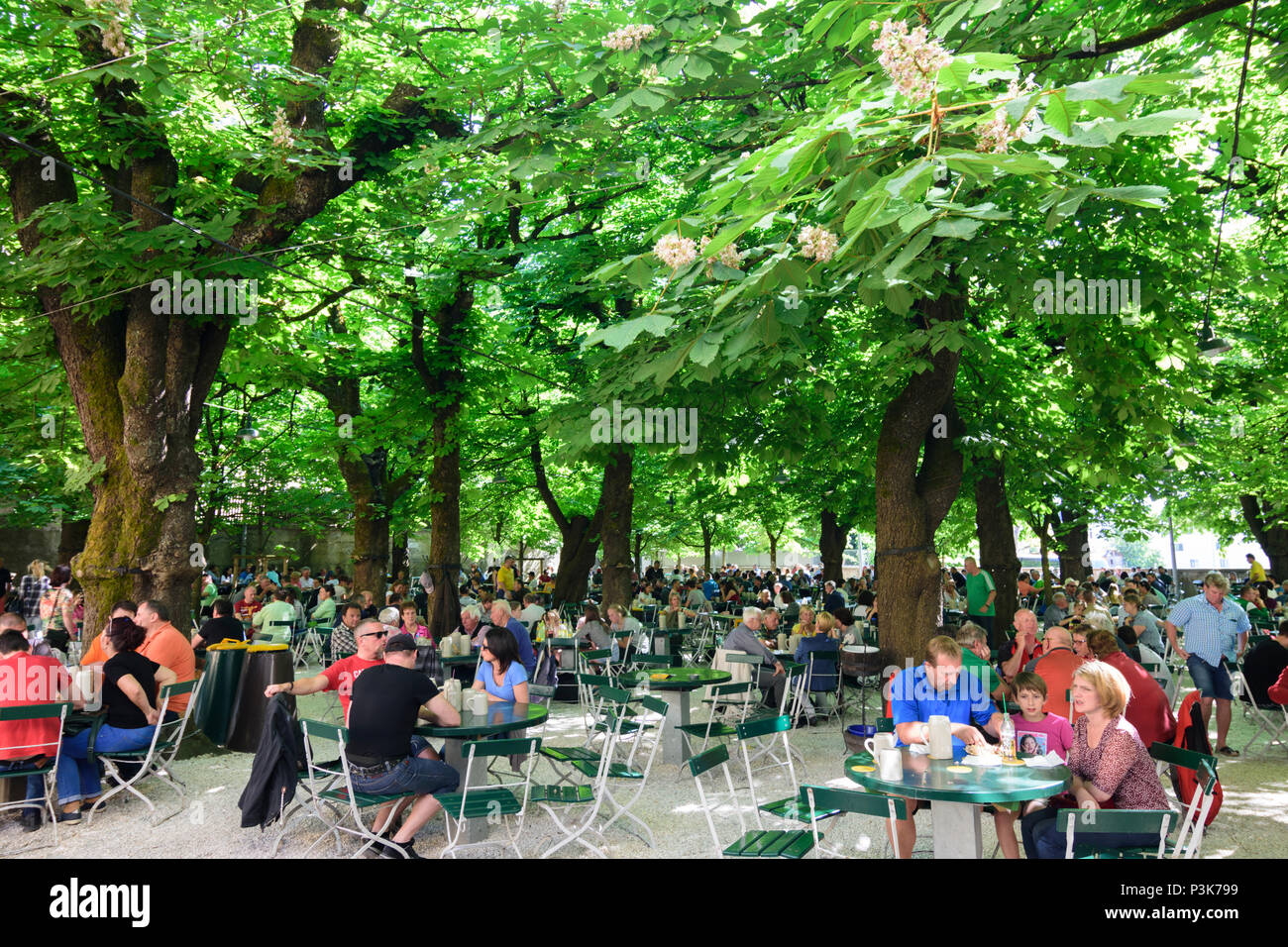 Salzburg Brewery Restaurant Beer Garden Augustiner Braustubl Mulln Blossoming Chestnut Trees In Austria Salzburg Stock Photo Alamy