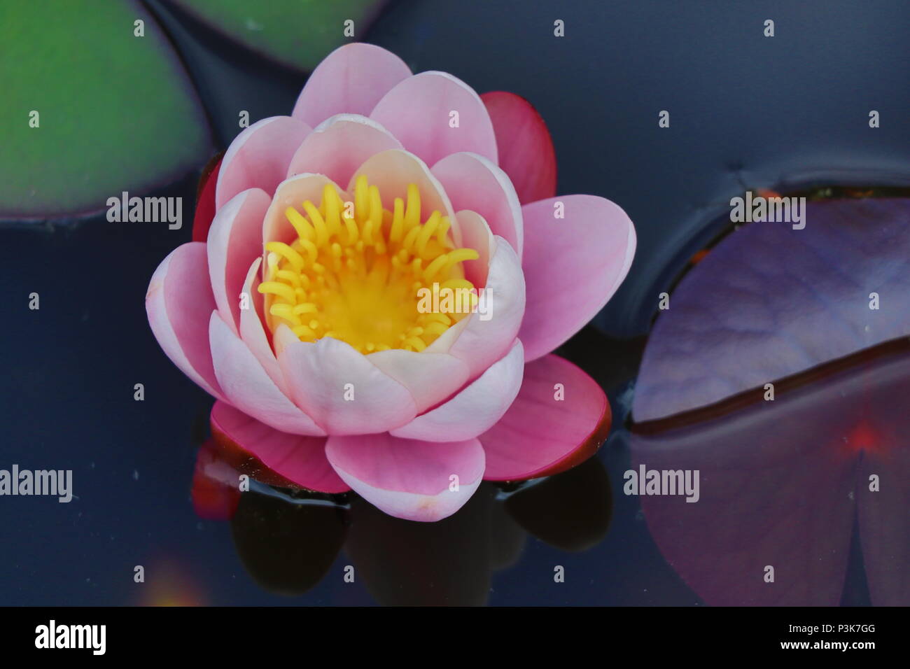 Water Lily, from a pond in gardens at Garnish Island, Ireland! Stock Photo