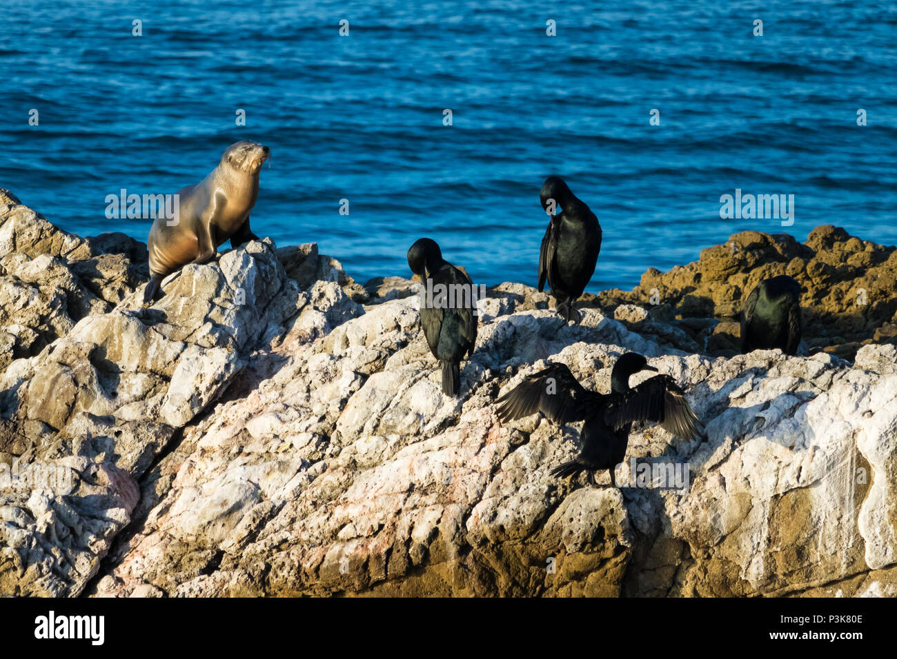 Large rock on Pacific Coast of USA Malibu, California.  Native seal and marine birds sitting on top. Stock Photo