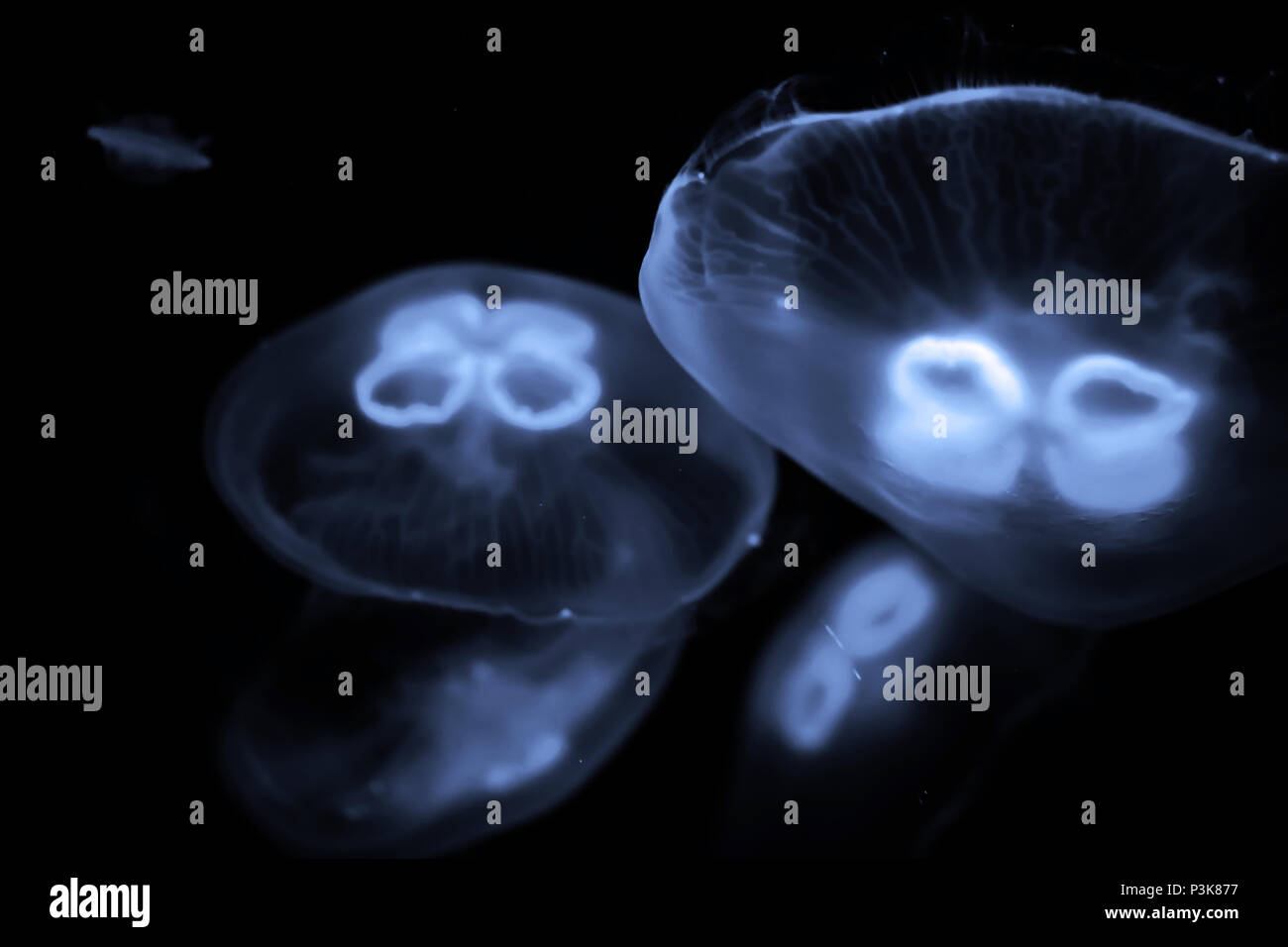 Many blue jellyfish float under water macro shooting Stock Photo Alamy