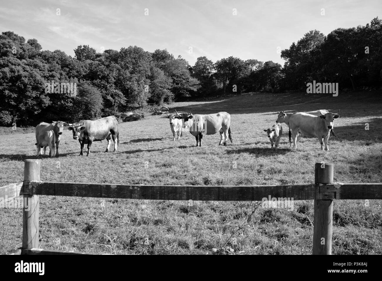 group of cows Stock Photo - Alamy