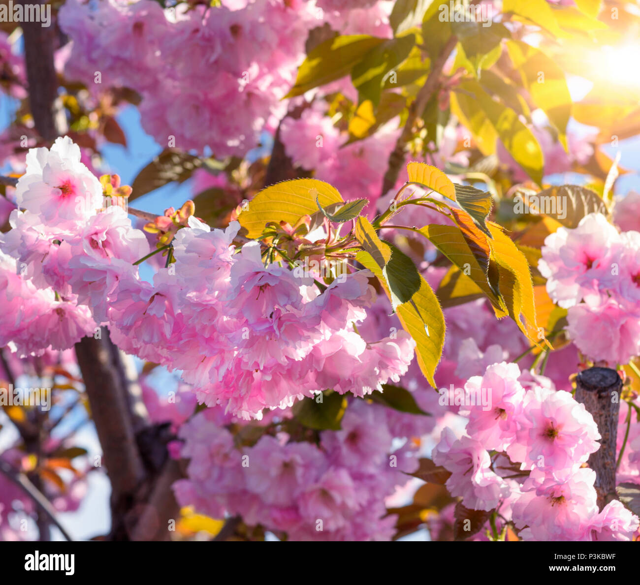 flowering branch of a pink cherry blossom and a green leaf in the rays ...