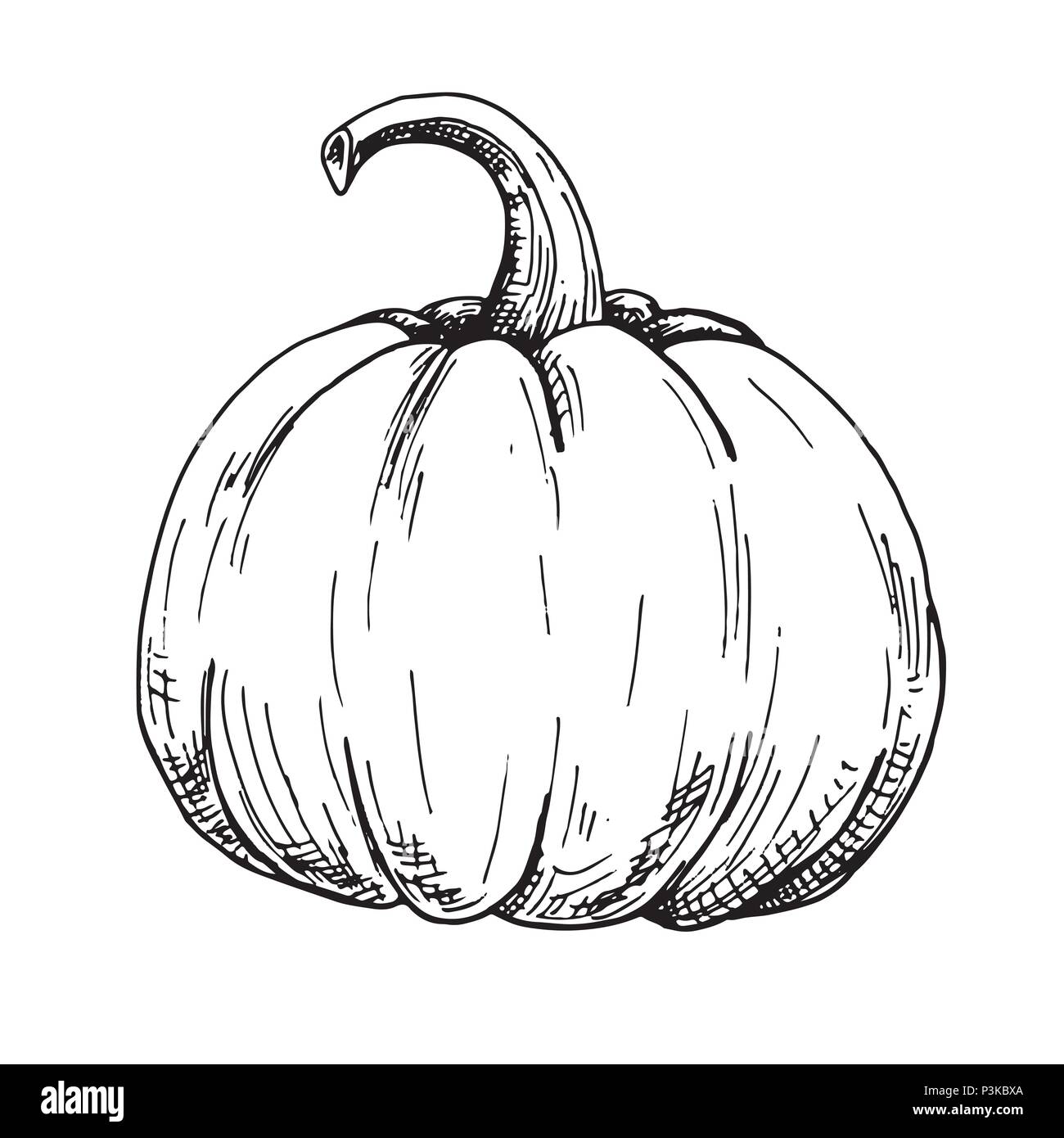 Hand drawn pumpkin isolated on white background. Vector illustration of ...
