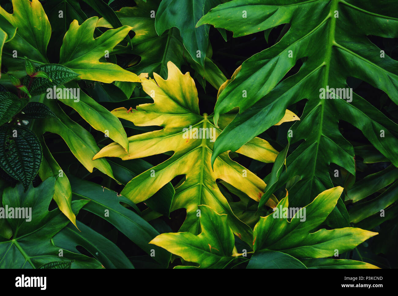 Tropical garden in hawaii hi-res stock photography and images - Alamy