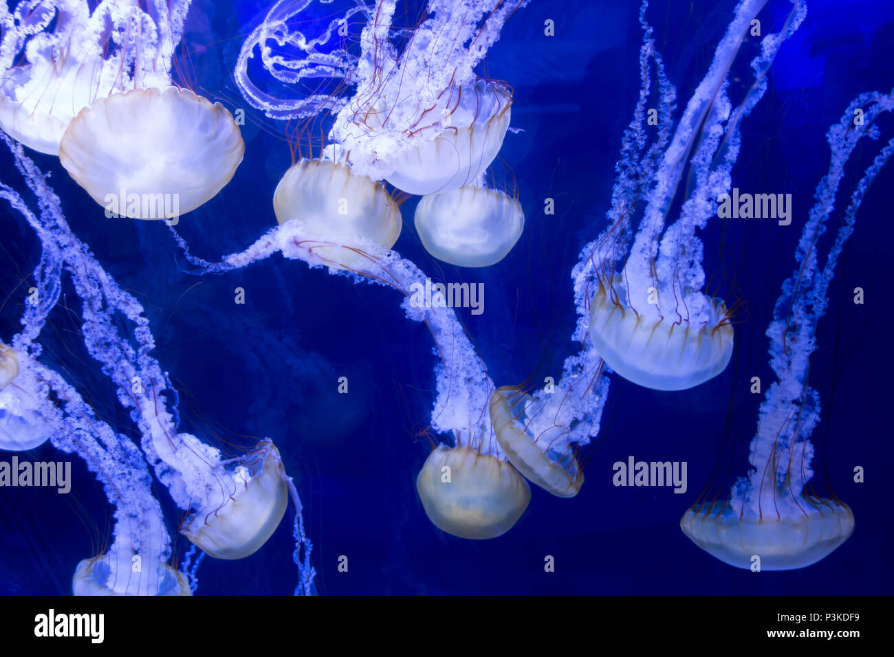 Nettle Jelly fish North Carolina Aquarium Roanoke Island Stock Photo