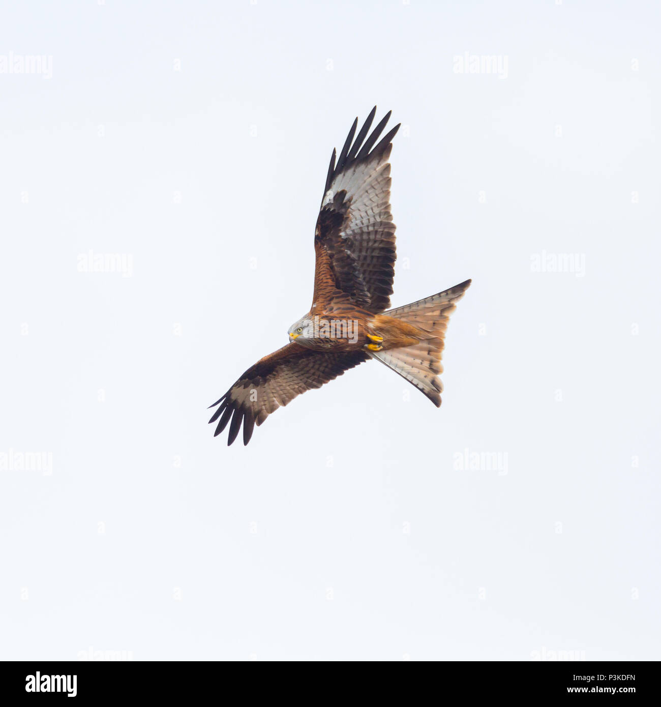 natural red kite in flight (milvus milvus), spread wings, white