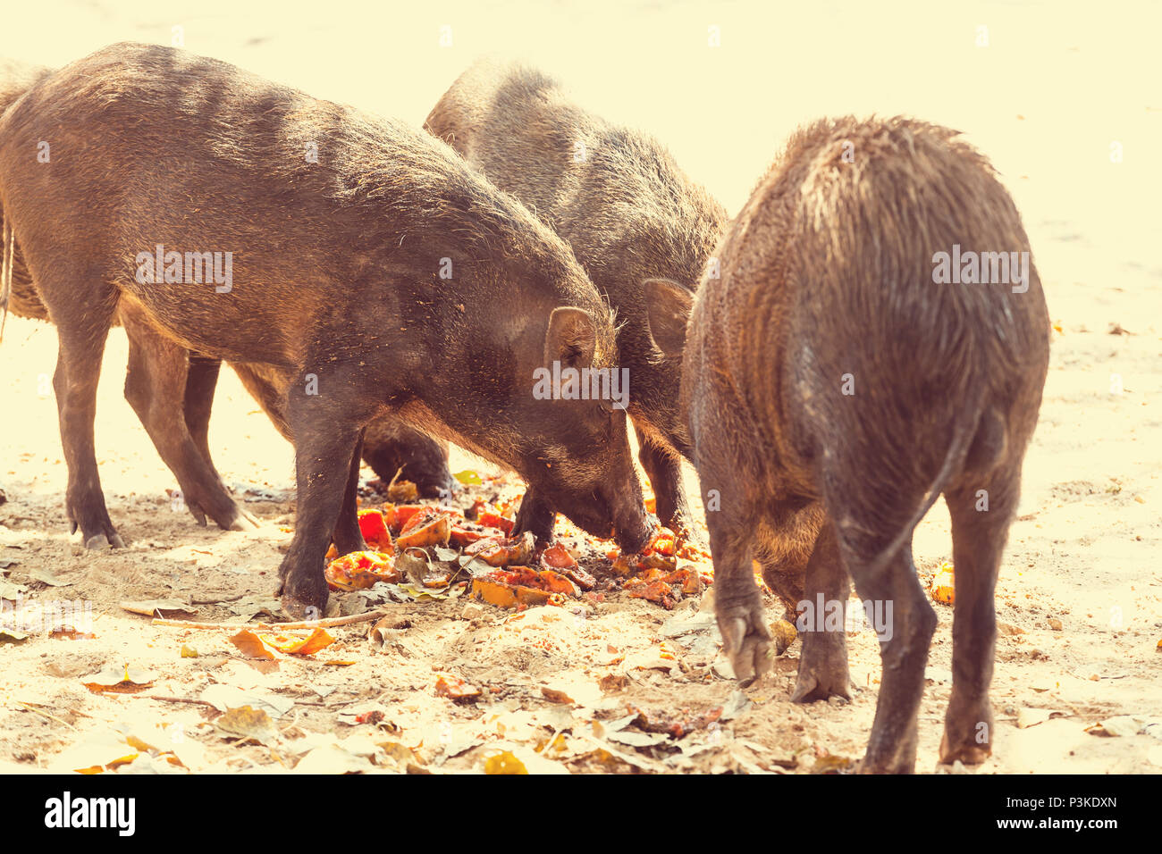 Little boars head hi-res stock photography and images - Alamy