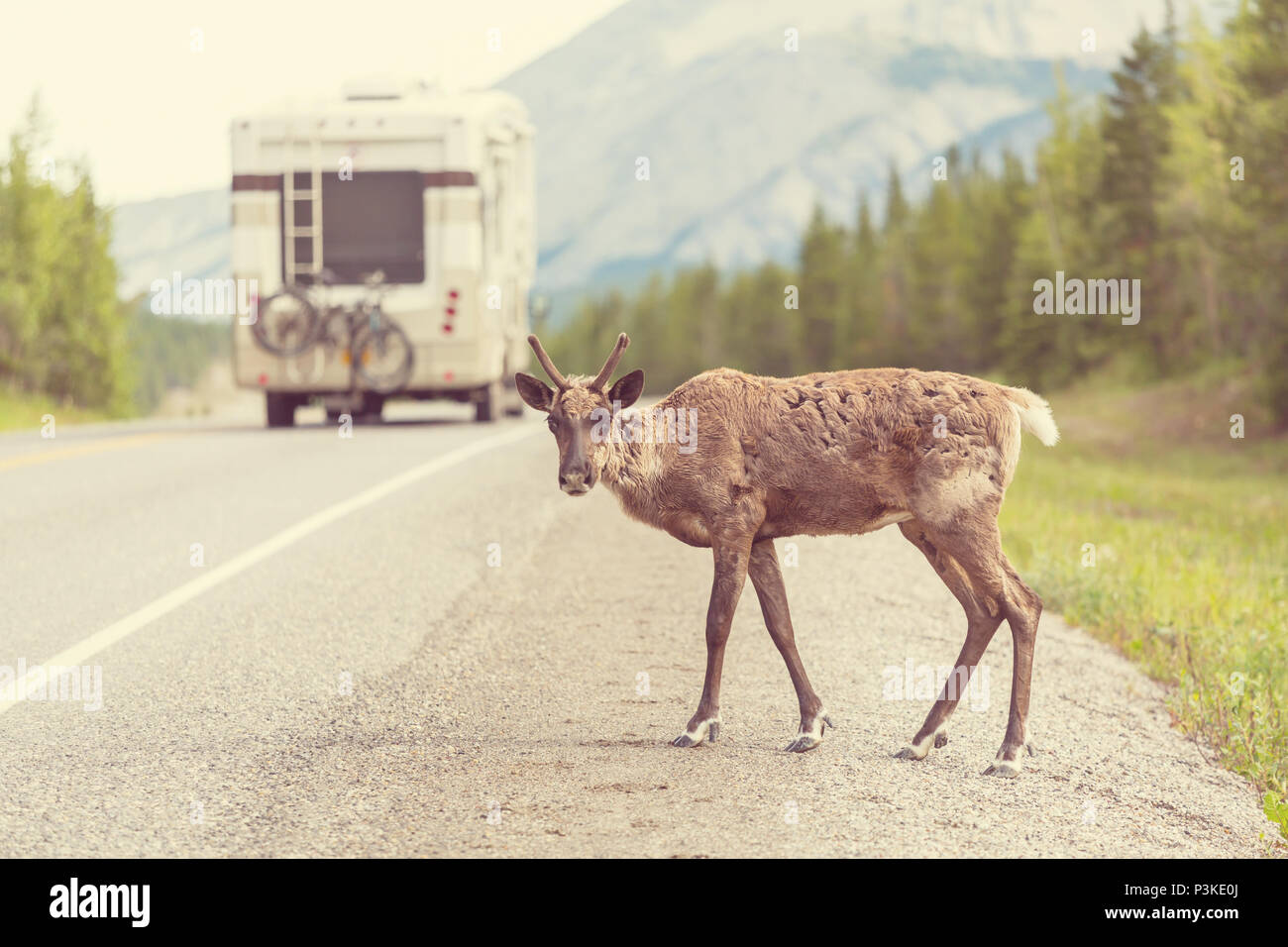 Reindeer in Norway Stock Photo - Alamy