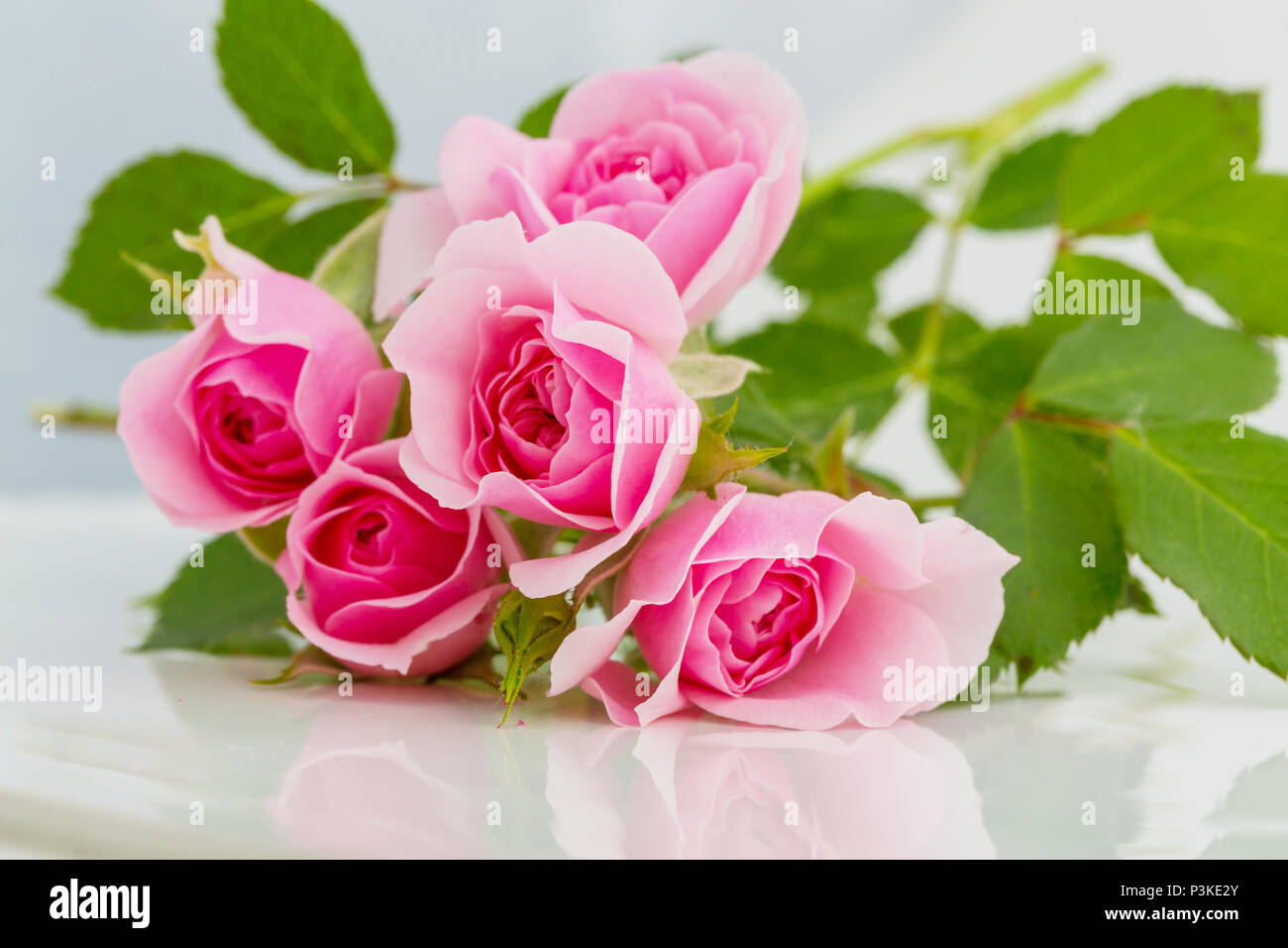 Pink Rose, beautiful nature background Stock Photo - Alamy