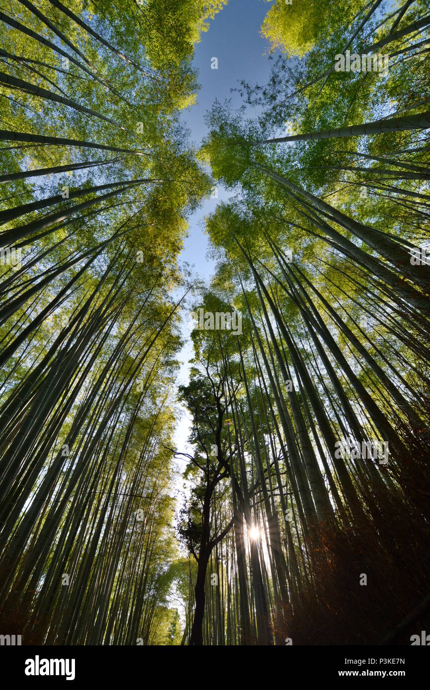 Sunrise in Bamboo forest. Arashiyama. Kyoto. Japan Stock Photo - Alamy