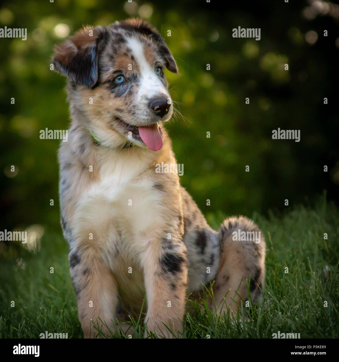 australian shepherd 3 months