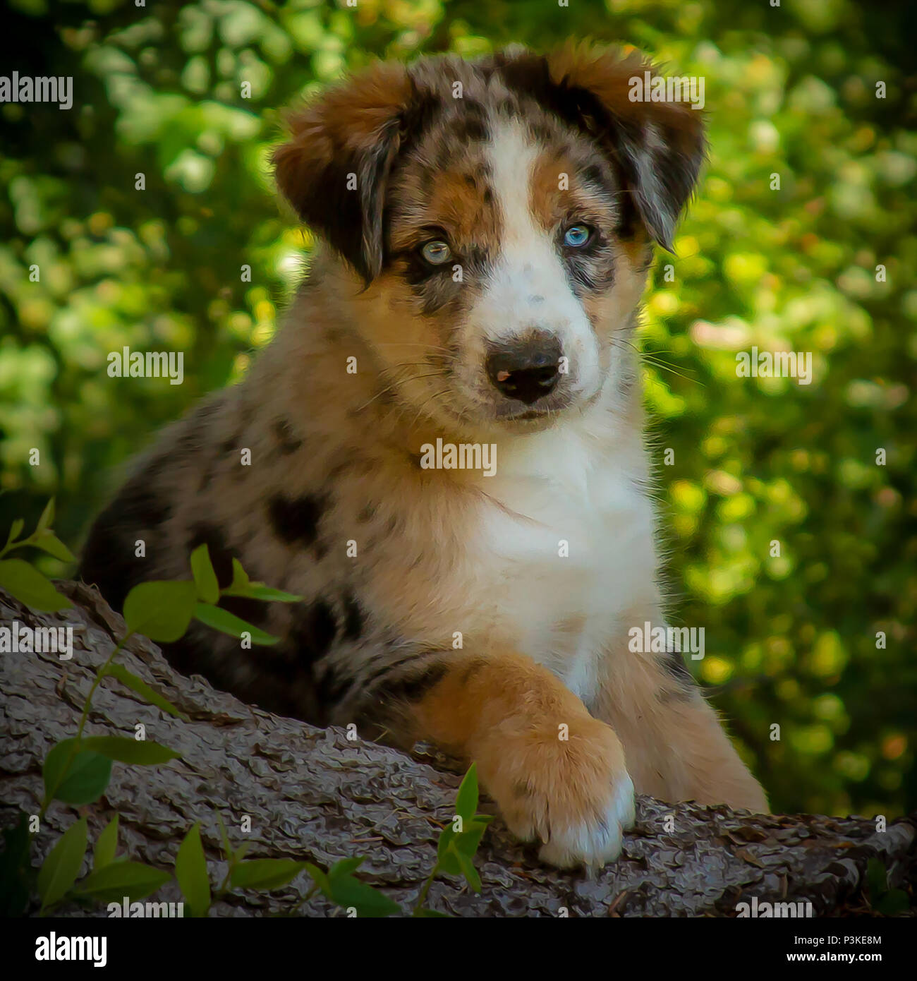 Australian Shepherd puppy, 3 months old Stock Photo