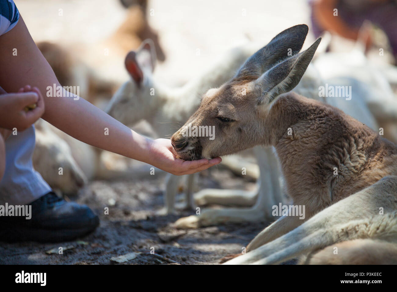 Perth zoo animal care hi-res stock photography and images - Alamy