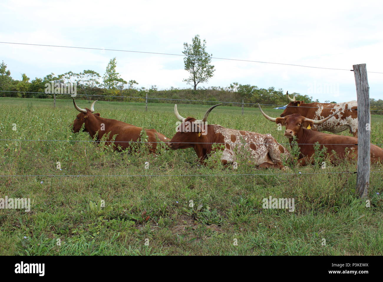 Cattle Farm on the Way to The Windmill in Penn Yan, New York Stock Photo