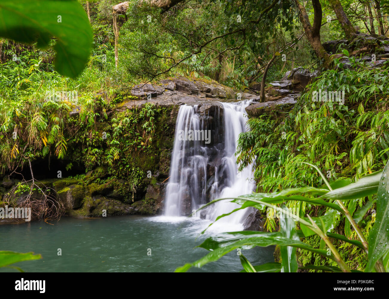 Beautiful rainforest hi-res stock photography and images - Alamy