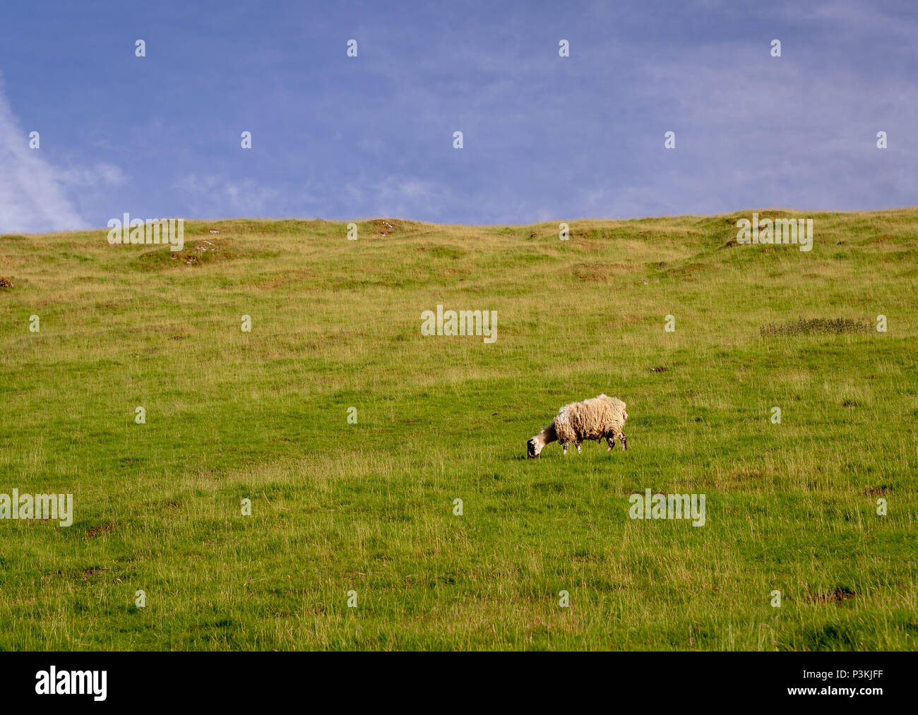 Sheep grazing an open field in the peak district of great britain Stock ...